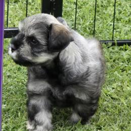 Salt and Pepper Male - Salt and pepper male Miniature Schnauzer puppy in Hertford, North Carolina from Little Bug Schnauzers