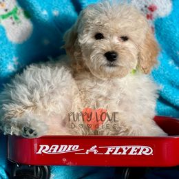 Aussiedoodle, Bernedoodle, Cockapoo, and Goldendoodle Puppies from Puppy Love Doodles
