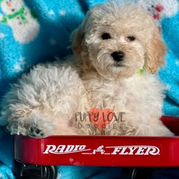 Aussiedoodle, Bernedoodle, Cockapoo, and Goldendoodle Puppies from Puppy Love Doodles