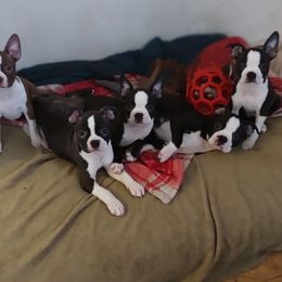 Boston Terrier puppies from The Littles