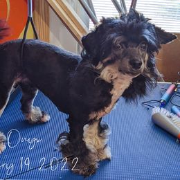 Onyx - Chinese Crested