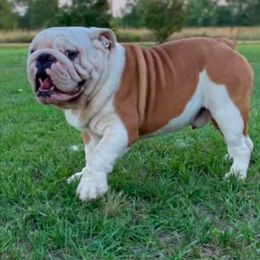 Moses - Bulldog