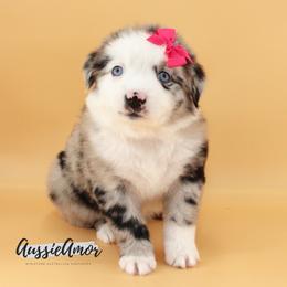 Skylar - Blue merle female Miniature Australian Shepherd puppy in Pinehurst, Texas from Aussie Amor