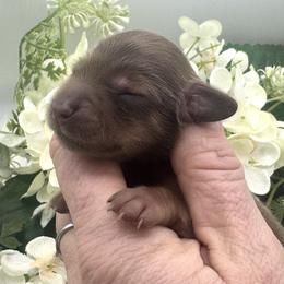 Blakley - Red female Dachshund puppy in Exeter, California from Sawtooth Miniature Dachshunds