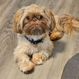 Bentley - Shih Tzu