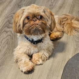 Bentley - Shih Tzu