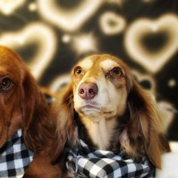 Carmello - Dachshund