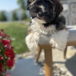 Bernedoodle, Cavapoo, Havanese, and Havapoo Puppies from Lady Paws Puppies - Cassie