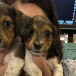 Dachshunds from Santos Kennels