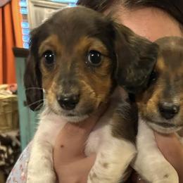 Dachshunds from Santos Kennels