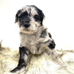 Aussiedoodle Puppies from Deep Creek Mini Aussiedoodles
