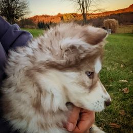Siberian Husky Puppies from Wyant Farms