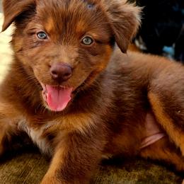 Lady liberty - Red tri-color female Australian Shepherd puppy in Silex, Missouri from Small Town Australian Shepherds