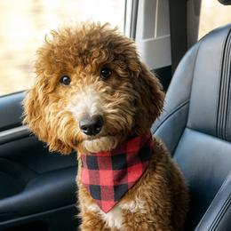 Bow - Goldendoodle