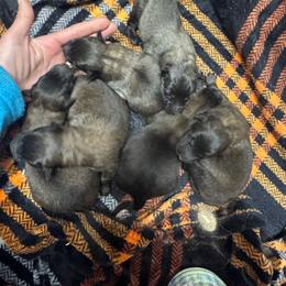 Fawn Boy - Fawn and black male Belgian Tervuren puppy in Hastings, Minnesota from Century Hills Farm