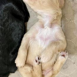 Goldendoodle and Poodle Puppies from SnickerDoodlePups