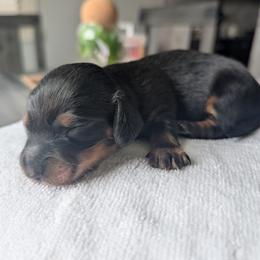 Luna - Blue and tan female Dachshund puppy in Waddell, Arizona from The Bearded Companions