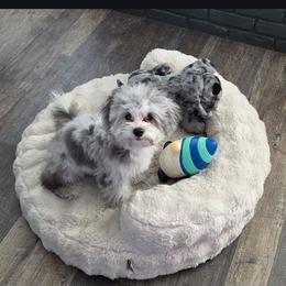 Bernedoodle, Bernese Mountain Dog, Goldendoodle, and Shihpoo Puppies from Route 66 Poodles & Doodles, Sapphire Shih-tzu's of Ohio