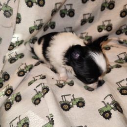 Georgie - Black and white male Chihuahua puppy in Attleboro, Massachusetts from Treasured Hearts Chihuahuas