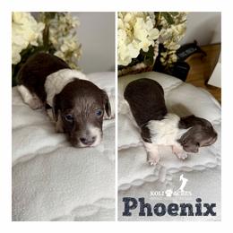 Phoenix - Gray (blue) and tan male Dachshund puppy in Kemp, Texas from Koli Acres