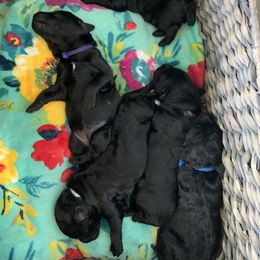 Sheepadoodle Puppies from Riley Grace Puppies