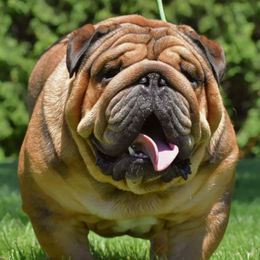 Beast - Bulldog