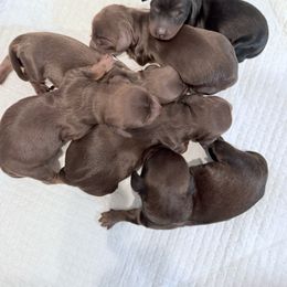 Dachshund puppies from Dix n’ Dot Dachshunds