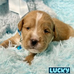 Lucky - Red male Labradoodle puppy in Beecher, Illinois from Erica’s Doodles