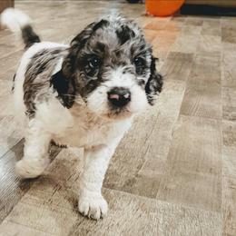 Jasper - Blue merle male Aussiedoodle puppy in Yacolt, Washington from Aussiedoodles by Maggie