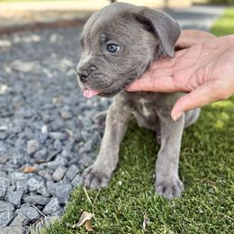 Bubbles - Gray brindle female Cane Corso puppy in Florence, Texas from Wilco Cane Corso