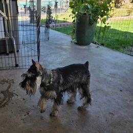 Cowboy - Miniature Schnauzer