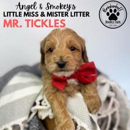 Boy 4 - Apricot male Goldendoodle puppy in Anderson, South Carolina from Brinkerhoff Doodle Farm