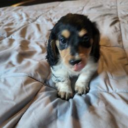 AKC Angel - Piebald female Dachshund puppy in Geneva, Florida from TGIF Doxies