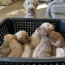 Goldendoodle Puppies from Summer Golden Doodles