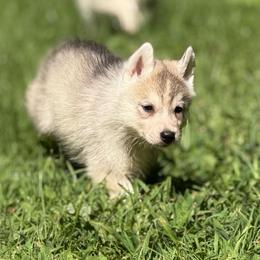 Zeus - Gray and white male Siberian Husky puppy in Amery, Wisconsin from Sovereign Siberians