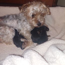 Yorkshire Terrier Puppies from Baker's Babies