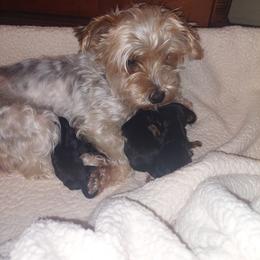 Yorkshire Terrier Puppies from Baker's Babies