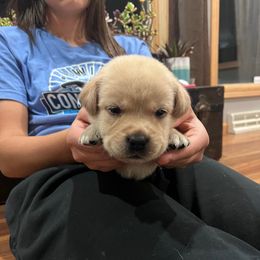 Hot Pink Girl 2 - Yellow female Labrador Retriever puppy in Harpers Ferry, Iowa from Jones Family Labs