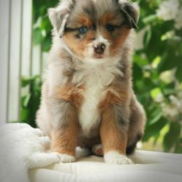 Miniature Australian Shepherd Puppies from Cabin Hearth Miniature Australian Shepherds