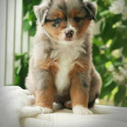 Miniature Australian Shepherd Puppies from Cabin Hearth Miniature Australian Shepherds