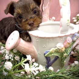 Rexlyn - Chocolate and tan female Yorkshire Terrier puppy in Hastings, Nebraska from Promise Land Pets