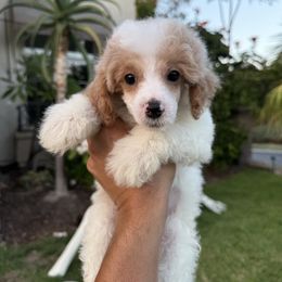 Boy 1 - Parti male Poodle puppy in San Diego, California from Goldendoodles & Poodles of San Diego