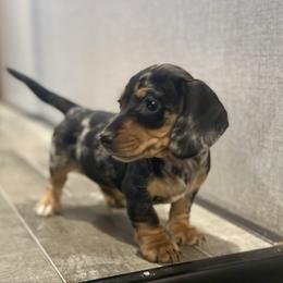 Pepper - Black and tan female Dachshund puppy in Nederland, Texas from M & M Pups