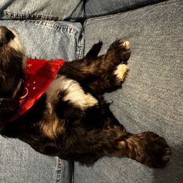 Blaze aka “Captain America” - Tri-color Bernedoodle puppy in Knoxville, Tennessee from Bright Side Doodles