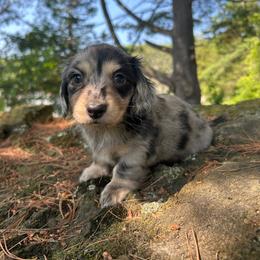 Briar - Dapple male Dachshund puppy in Coeymans Hollow, New York from Dachshunds of the Hollow