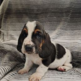 Boss - White black and red male Basset Hound puppy in Newton Grove, North Carolina from MGA Basset Hound