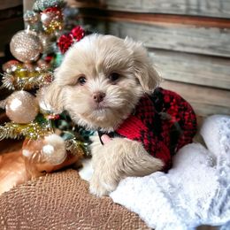 Shihpoo and Shih Tzu Puppies from Lilli’s Shih tzus and Shih poos