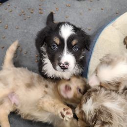 Australian Shepherd Puppies from Whitfarm Aussies