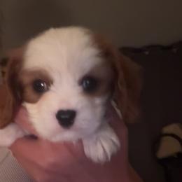 Blenheim boy with queen spot - Blenheim male Cavalier King Charles Spaniel puppy in Columbia, South Carolina from Columbia Cavaliers