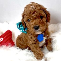 Dasher - Red and white male Cockapoo puppy in Denver, Pennsylvania from Greenview Puppies
